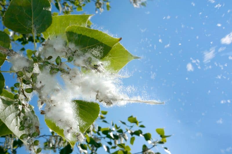 Image of plant/flower. What Does Indoor Air Quality Have to Do with Allergies?